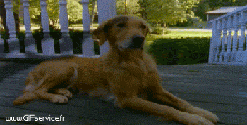 03 Hunde Tiere Humor -  Fun 