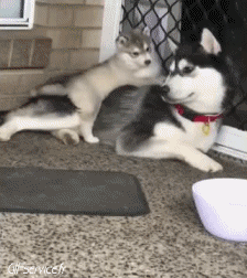 04 Perros Animales Humor - Fun 