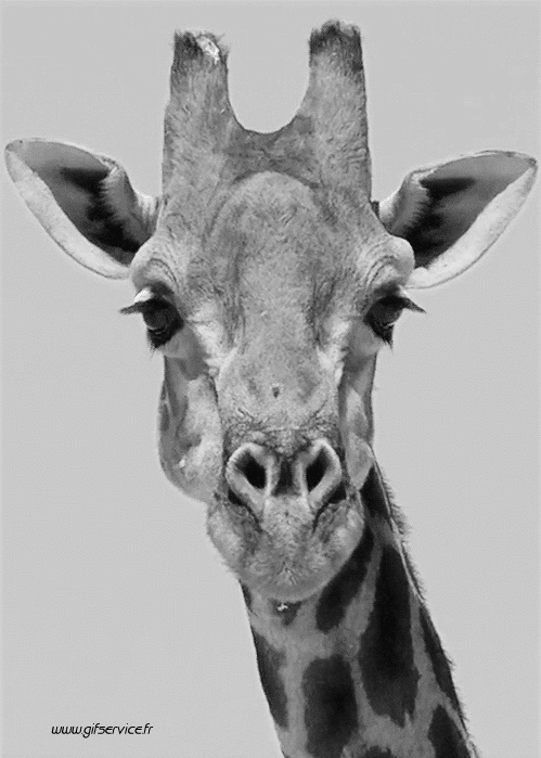 01 Giraffen Tiere Humor -  Fun 