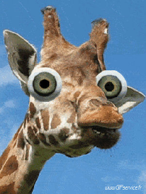 01 Giraffen Tiere Humor -  Fun 