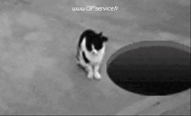 02 Cats Animals Humor -  Fun 