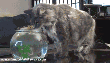 Serie 01 Chats Animaux Humour - Fun 