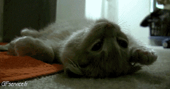 04 Gatos Animales Humor - Fun 