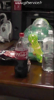 01 Hámster Animales Humor - Fun 