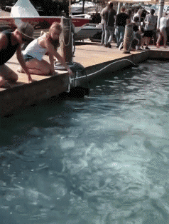 Pelícanos Pájaros Animales Humor - Fun 