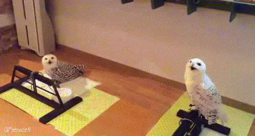 Raptor & Nocturne Birds Animals Humor -  Fun 