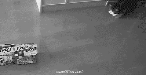 03 Katze Tiere Humor -  Fun 