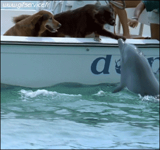 01 Delfines Animales Humor - Fun 