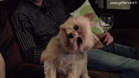 03 Hunde Tiere Humor -  Fun 