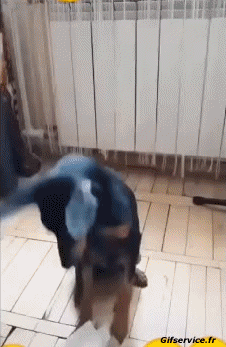 Corona Virus Notizie Umorismo -  Fun 