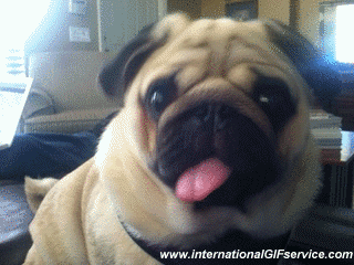 01 Perros Animales Humor - Fun 