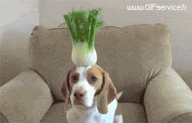 03 Dogs Animals Humor -  Fun 