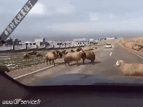 01 Schaf Tiere Humor -  Fun 