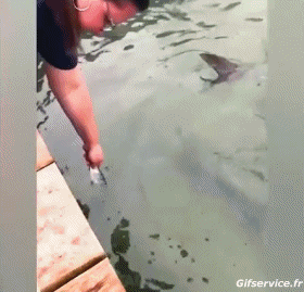 01 Fisch Tiere Humor -  Fun 