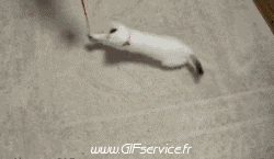 02 Gatos Animales Humor - Fun 