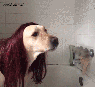 02 Hunde Tiere Humor -  Fun 