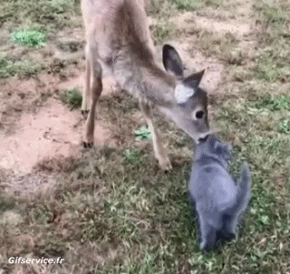 01 Hirsch - Kitz Tiere Humor -  Fun 