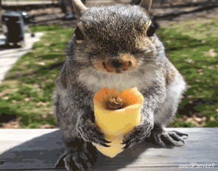 01 Squirrels Animals Humor -  Fun 