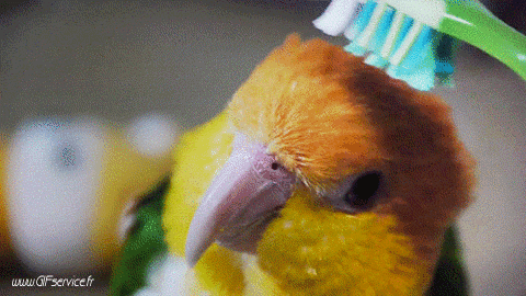 Parakeet Parrot Birds Animals Humor -  Fun 