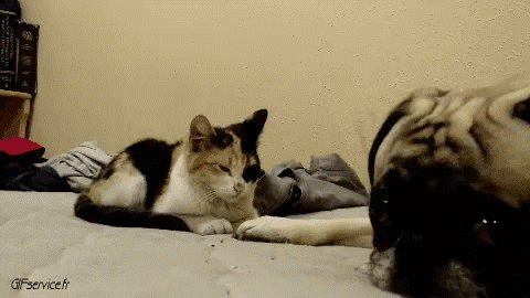 04 Gatos Animales Humor - Fun 