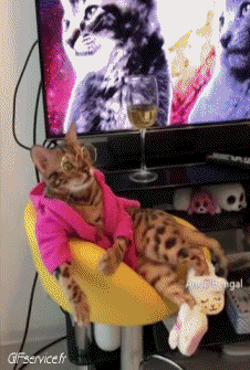 06 Gatos Animales Humor - Fun 