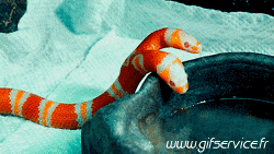 Serie 01 Serpents Animaux Humour - Fun 