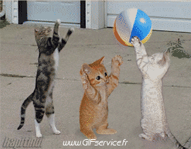 03 Katze Tiere Humor -  Fun 