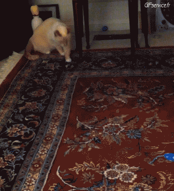 04 Cats Animals Humor -  Fun 