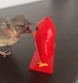 Divers 02 Oiseaux Animaux Humour - Fun 