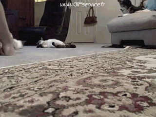 02 Gatti Animali Umorismo -  Fun 