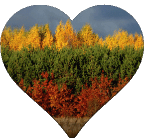 Heart Lithuania Europe Flags 