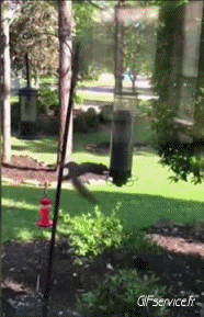 01 Squirrels Animals Humor -  Fun 