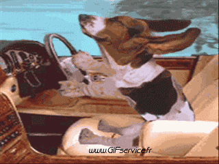 01 Dogs Animals Humor -  Fun 