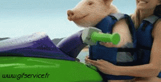 01 Maiali - Cinghiali Animali Umorismo -  Fun 