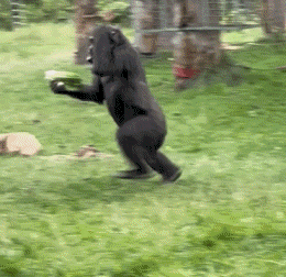 Serie 02 Singes Animaux Humour - Fun 