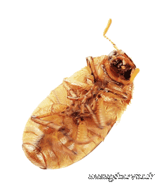 01 Insectos Animales Humor - Fun 