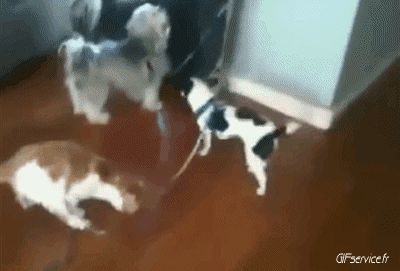 04 Katze Tiere Humor -  Fun 