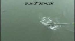 01 Sharks Animals Humor -  Fun 