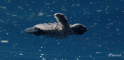 Serie 01 Tortues Animaux Humour - Fun 