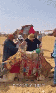 01 Camels Animals Humor -  Fun 