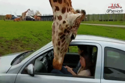 01 Giraffes Animals Humor -  Fun 