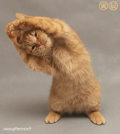 03 Cats Animals Humor -  Fun 