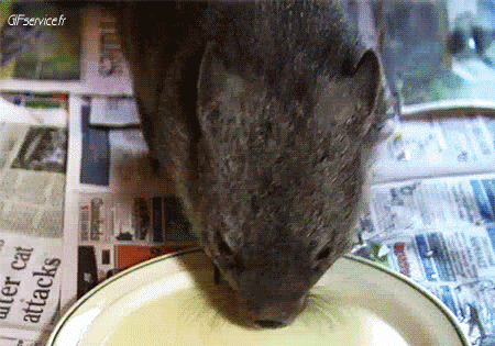 01 Wombat Animali Umorismo -  Fun 