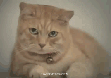 02 Gatos Animales Humor - Fun 
