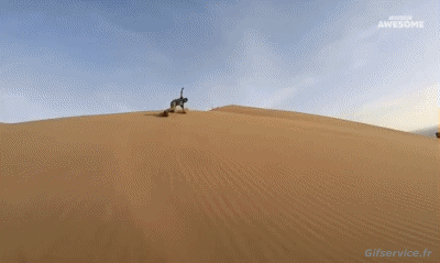 Sur le sable (Sandboarding) SnowBoard Sports Humour - Fun 