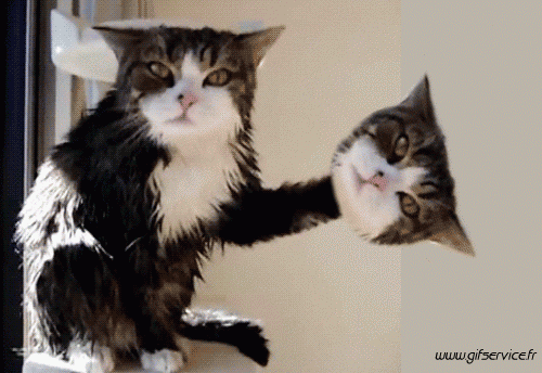 Serie 04 Chats Animaux Humour - Fun 