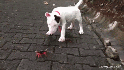 03 Hunde Tiere Humor -  Fun 