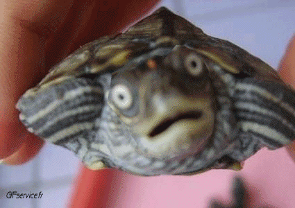 01 Tartarughe Animali Umorismo -  Fun 