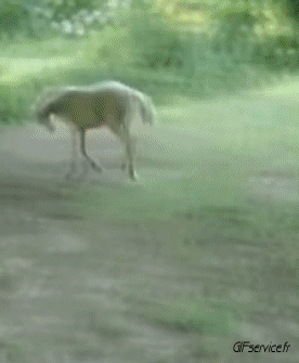 01 Pferde Tiere Humor -  Fun 