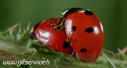 01 Insects Animals Humor -  Fun 